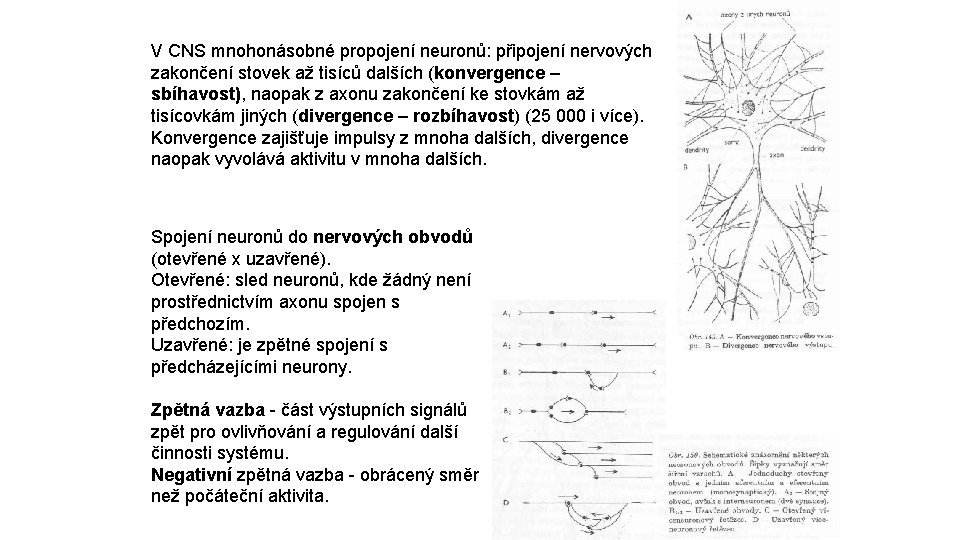 V CNS mnohonásobné propojení neuronů: připojení nervových zakončení stovek až tisíců dalších (konvergence –