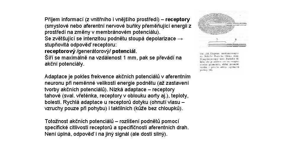 Příjem informací (z vnitřního i vnějšího prostředí) – receptory (smyslové nebo aferentní nervové buňky