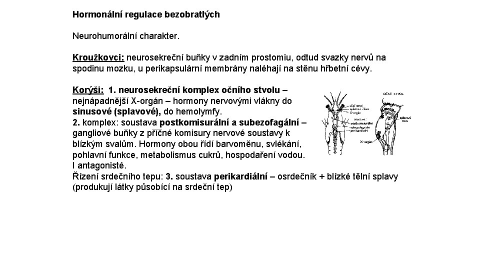 Hormonální regulace bezobratlých Neurohumorální charakter. Kroužkovci: neurosekreční buňky v zadním prostomiu, odtud svazky nervů