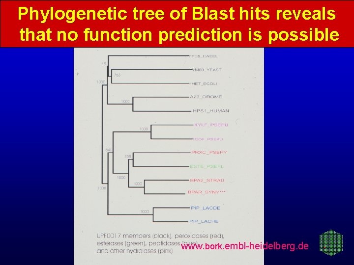 Phylogenetic tree of Blast hits reveals that no function prediction is possible www. bork.