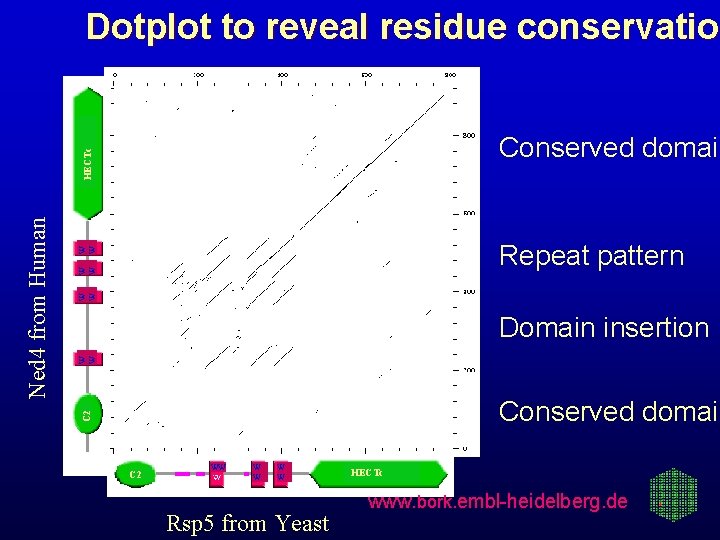 Dotplot to reveal residue conservation conservatio W W W Repeat pattern W W Domain