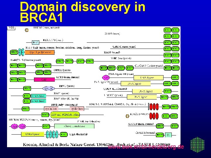 Domain discovery in BRCA 1 www. bork. embl-heidelberg. de 