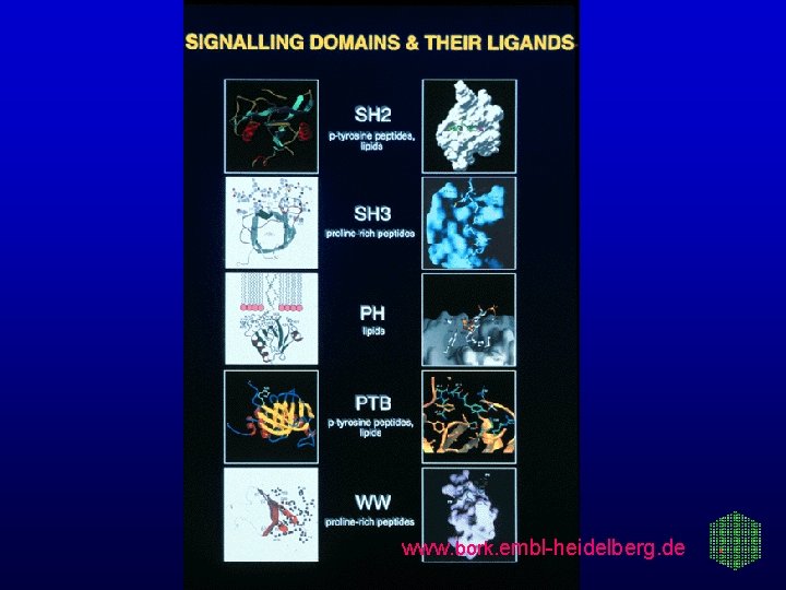 www. bork. embl-heidelberg. de 