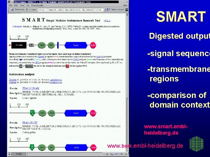 SMART Digested output -signal sequence -transmembrane regions -comparison of domain context www. smart. emblheidelberg.