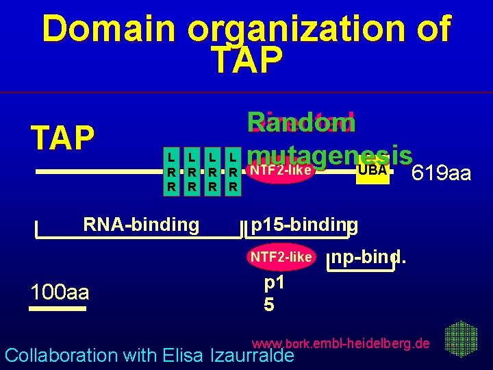 Domain organization of TAP L L R R R R RNA-binding Random Directed mutagenesis