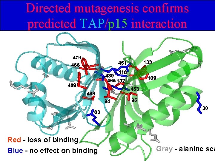 Directed mutagenesis confirms predicted TAP/p 15 interaction Red - loss of binding Blue -