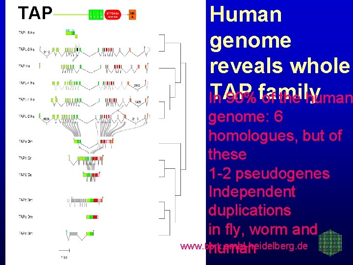 TAP Human genome reveals whole TAP In 90% family of the human genome: 6