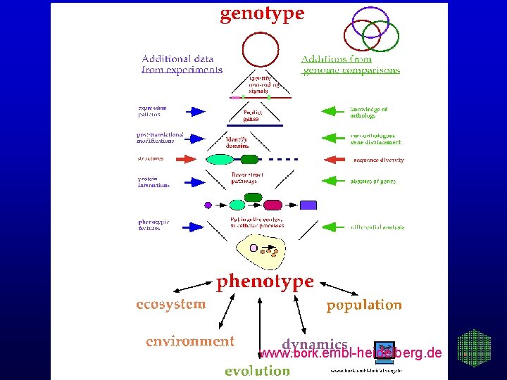 www. bork. embl-heidelberg. de 