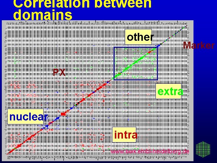 Correlation between domains other Marker PX extra nuclear intra www. bork. embl-heidelberg. de 