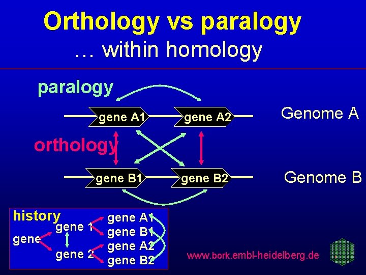 Orthology vs paralogy … within homology paralogy gene A 1 gene A 2 Genome