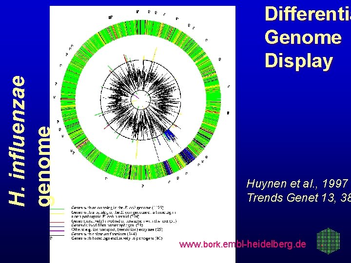 H. influenzae genome Differentia Genome Display Huynen et al. , 1997 Trends Genet 13,