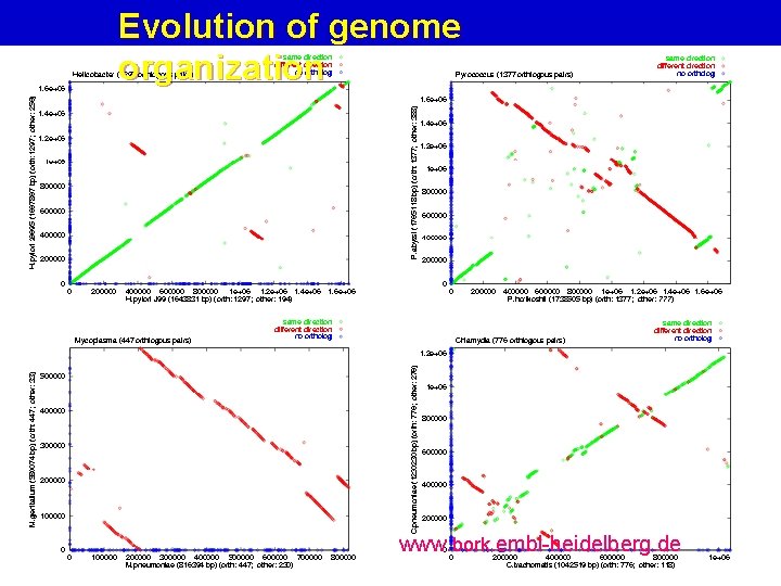 Evolution of genome organization www. bork. embl-heidelberg. de 