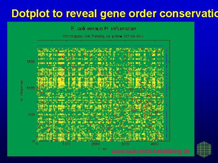 Dotplot to reveal gene order conservatio www. bork. embl-heidelberg. de 