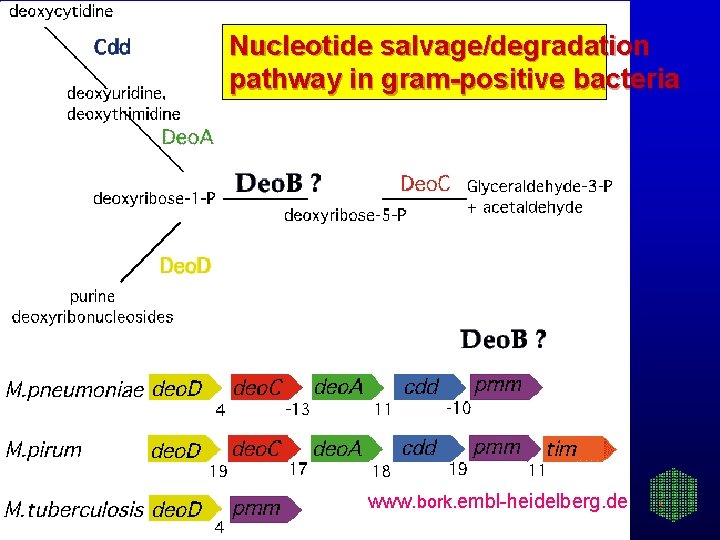 Nucleotide salvage/degradation pathway in gram-positive bacteria www. bork. embl-heidelberg. de 
