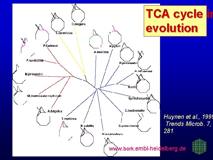 TCA cycle in evolution Huynen et al. , 1999 Trends Microb. 7, 281 www.