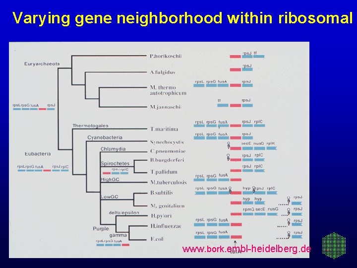 Varying gene neighborhood within ribosomal www. bork. embl-heidelberg. de 