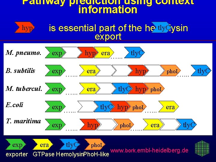 Pathway prediction using context information tly. C is essential part of the hemolysin export