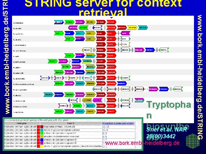 www. bork. embl-heidelberg. de/STR Tryptopha n biosynthe Snel et al. NAR 28(00)3442 sis www.