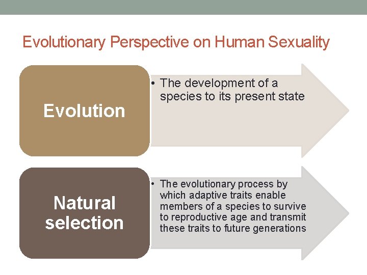 Evolutionary Perspective on Human Sexuality Evolution Natural selection • The development of a species