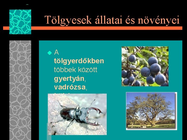 Tölgyesek állatai és növényei u A tölgyerdőkben többek között gyertyán, vadrózsa, kökény, szarvasbogár él.