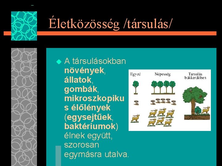 Életközösség /társulás/ u A társulásokban növények, állatok, gombák, mikroszkopiku s élőlények (egysejtűek, baktériumok) élnek