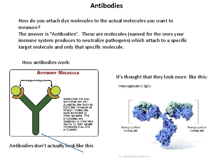 Antibodies How do you attach dye molecules to the actual molecules you want to