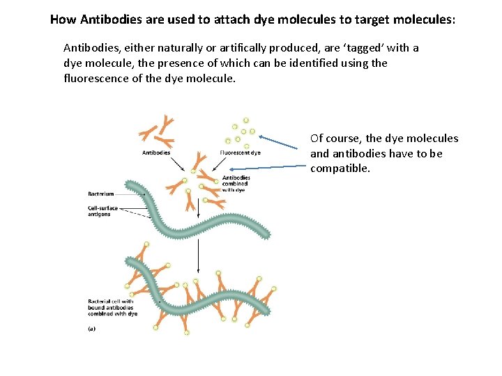 How Antibodies are used to attach dye molecules to target molecules: Antibodies, either naturally