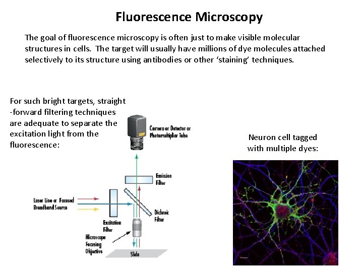 Fluorescence Microscopy The goal of fluorescence microscopy is often just to make visible molecular
