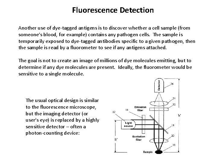 Fluorescence Detection Another use of dye-tagged antigens is to discover whether a cell sample