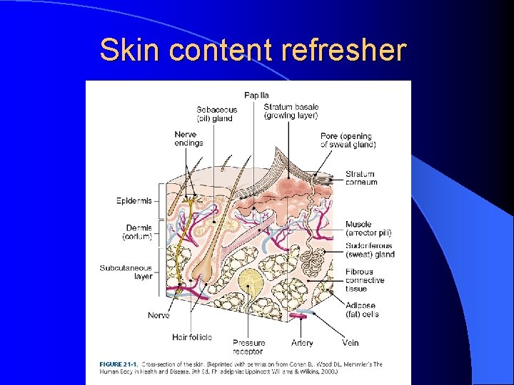 Skin content refresher 