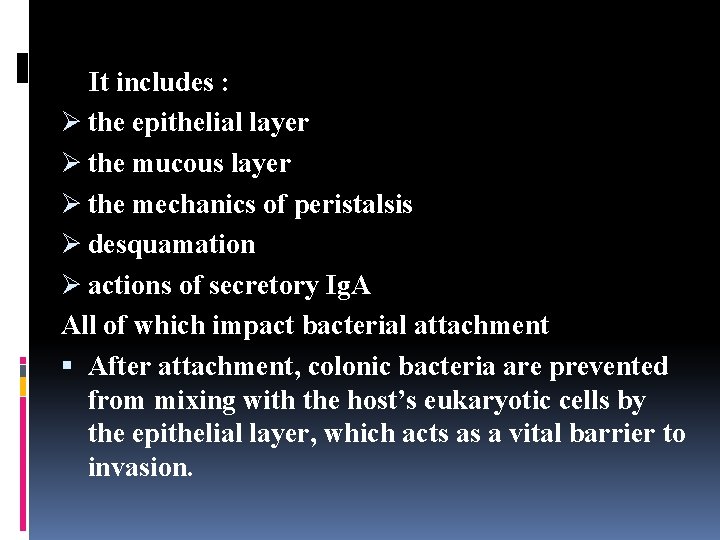 It includes : Ø the epithelial layer Ø the mucous layer Ø the mechanics