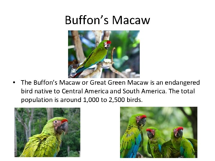 Buffon’s Macaw • The Buffon’s Macaw or Great Green Macaw is an endangered bird