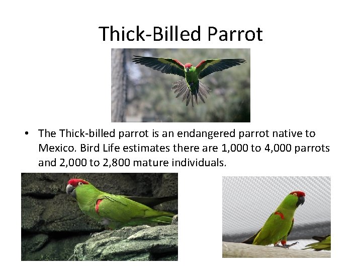 Thick-Billed Parrot • The Thick-billed parrot is an endangered parrot native to Mexico. Bird