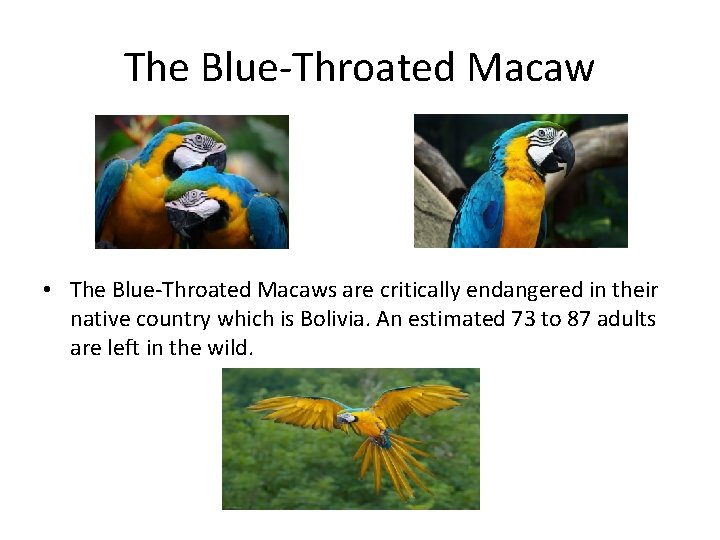 The Blue-Throated Macaw • The Blue-Throated Macaws are critically endangered in their native country