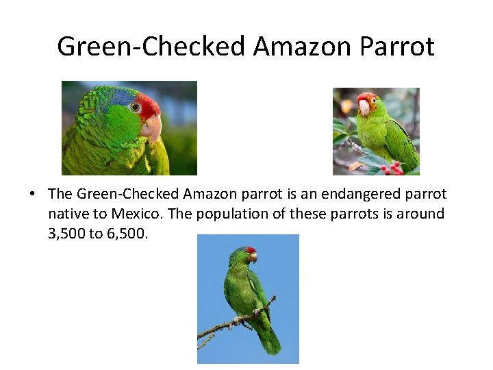 Green-Checked Amazon Parrot • The Green-Checked Amazon parrot is an endangered parrot native to