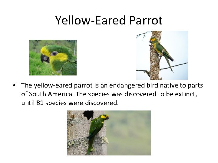 Yellow-Eared Parrot • The yellow-eared parrot is an endangered bird native to parts of