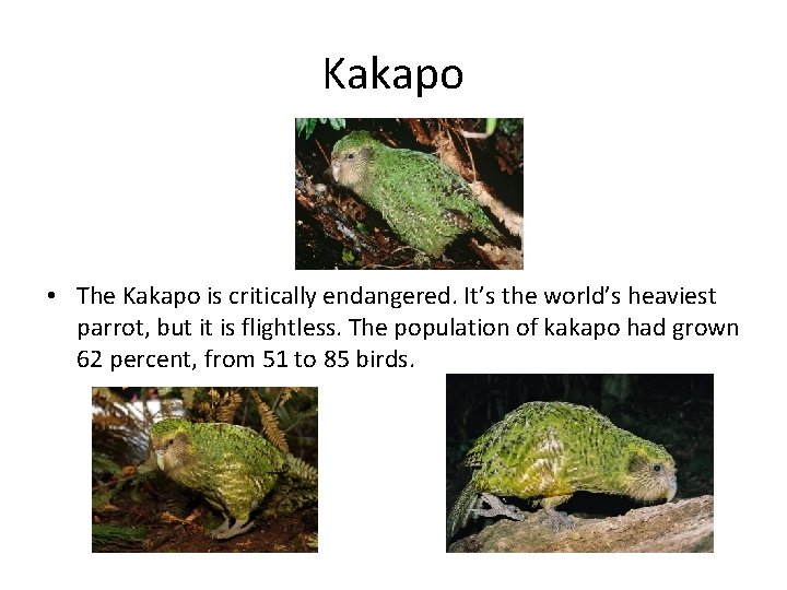 Kakapo • The Kakapo is critically endangered. It’s the world’s heaviest parrot, but it