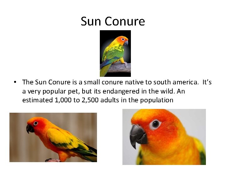 Sun Conure • The Sun Conure is a small conure native to south america.