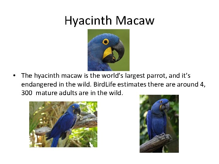 Hyacinth Macaw • The hyacinth macaw is the world’s largest parrot, and it’s endangered