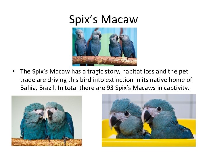 Spix’s Macaw • The Spix’s Macaw has a tragic story, habitat loss and the
