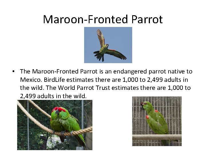 Maroon-Fronted Parrot • The Maroon-Fronted Parrot is an endangered parrot native to Mexico. Bird.