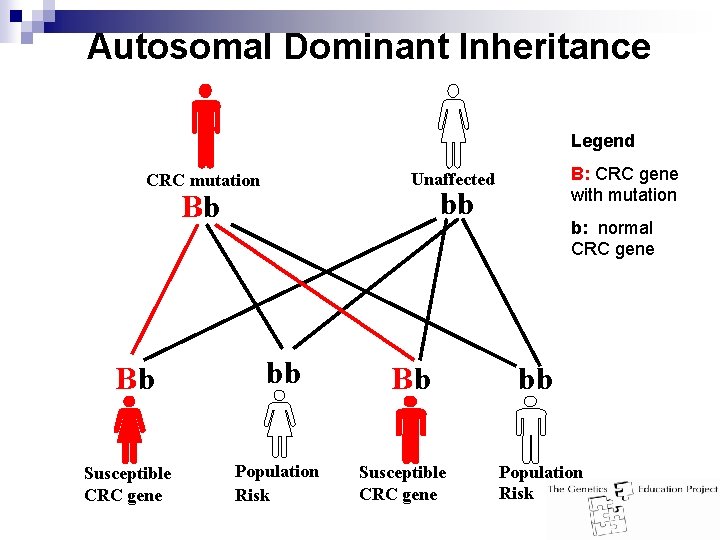 Autosomal Dominant Inheritance Legend bb Bb Bb Susceptible CRC gene B: CRC gene with