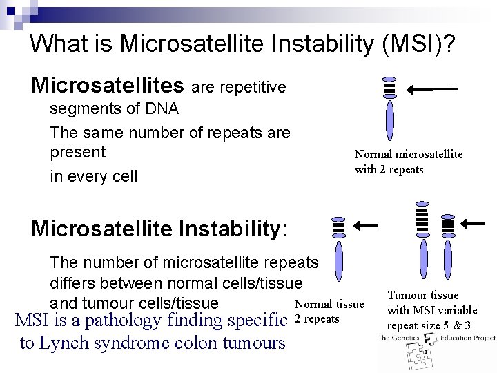 What is Microsatellite Instability (MSI)? Microsatellites are repetitive segments of DNA The same number