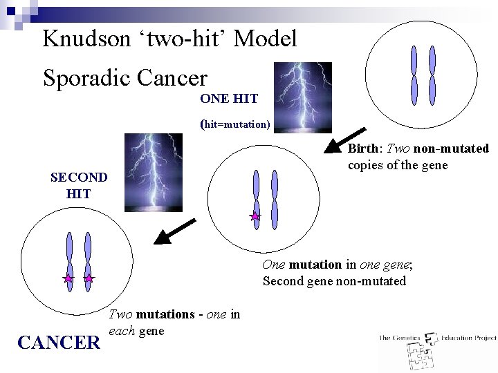 Knudson ‘two-hit’ Model Sporadic Cancer ONE HIT (hit=mutation) Birth: Two non-mutated copies of the