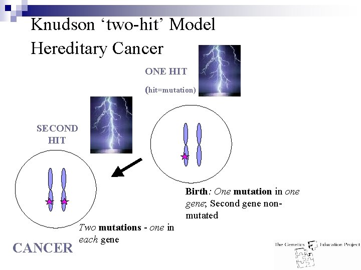 Knudson ‘two-hit’ Model Hereditary Cancer ONE HIT (hit=mutation) SECOND HIT Birth: One mutation in