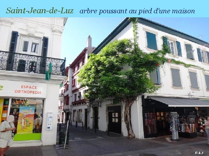 Saint-Jean-de-Luz arbre poussant au pied d’une maison 