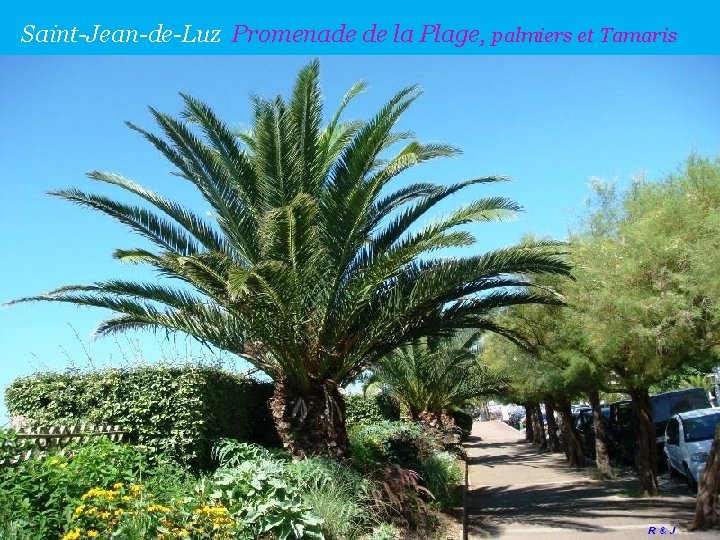 Saint-Jean-de-Luz Promenade de la Plage, palmiers et Tamaris 