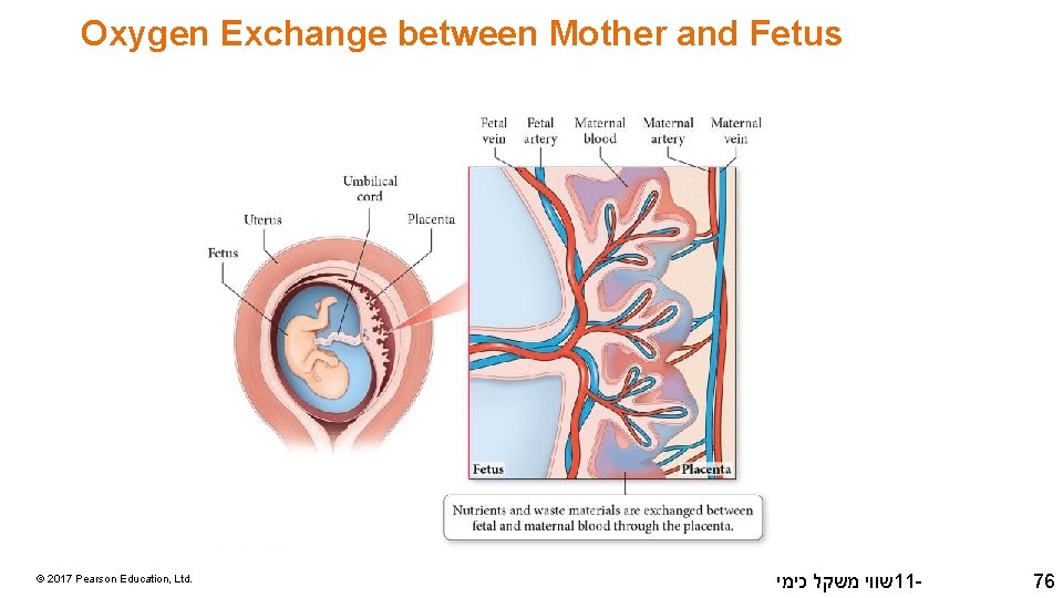 Oxygen Exchange between Mother and Fetus © 2017 Pearson Education, Ltd. שווי משקל כימי