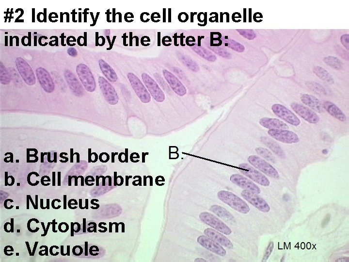 #2 Identify the cell organelle indicated by the letter B: a. Brush border b.