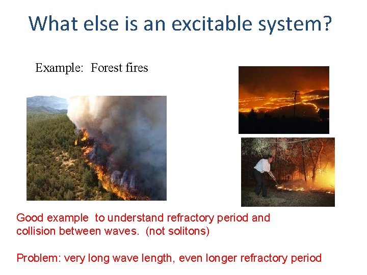 What else is an excitable system? Example: Forest fires Good example to understand refractory